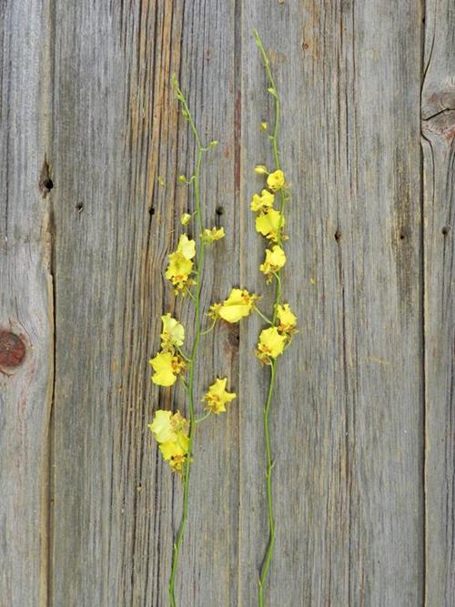 ONCIDIUM YELLOW YELLOW ORCHIDS